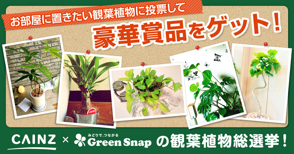 お部屋に置きたい観葉植物はどれ 投票して豪華賞品が当たる Cainz Greensnap観葉植物総選挙キャンペーン 株式会社カインズ